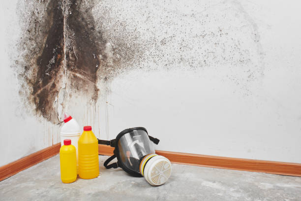 Best Mold Removal Process  in Maysville, NC
