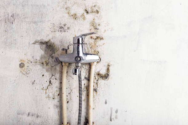 Best Home Mold Removal  in Maysville, NC