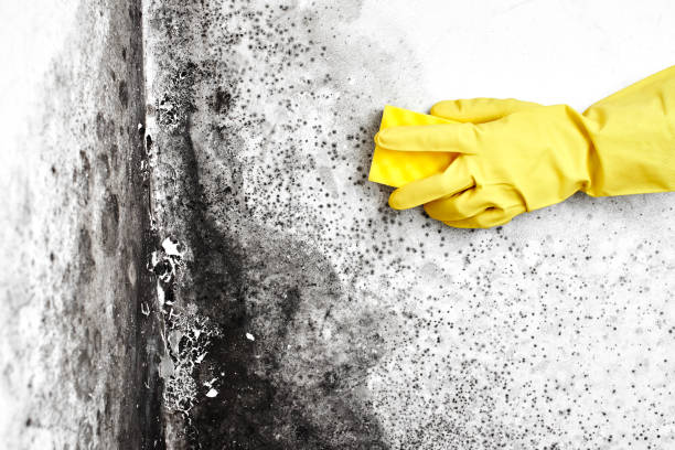 Attic Mold Removal in Maysville, NC