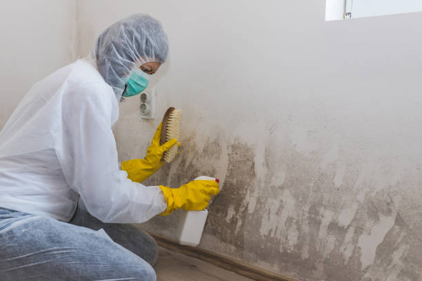 Best Professional Mold Removal  in Maysville, NC