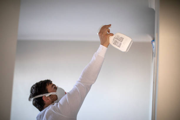 Best Same-Day Mold Removal  in Maysville, NC