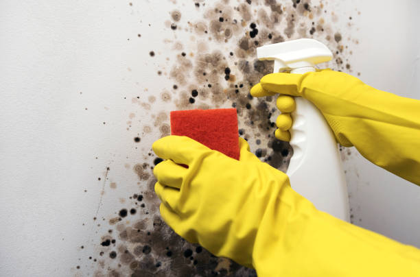 Best Mold Cleaning Services  in Maysville, NC