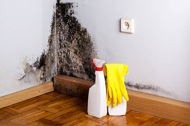 Mold Removal Process in Maysville, NC