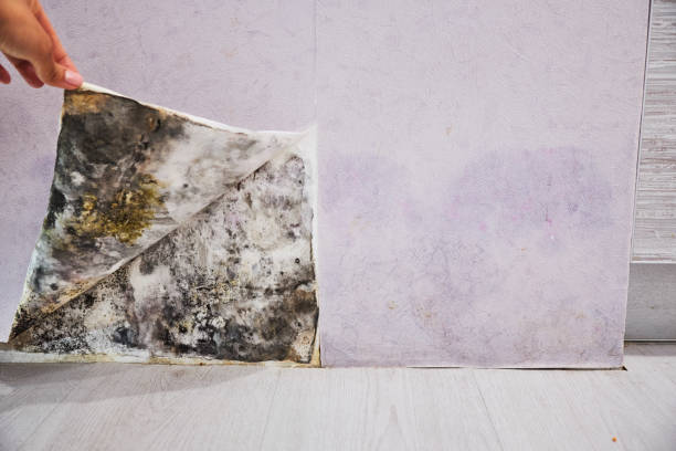 Mold Testing and Removal in Maysville, NC